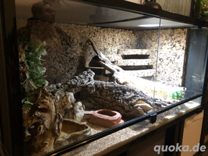 Leopardgeckos + Komplettset Terrarium Bild 4