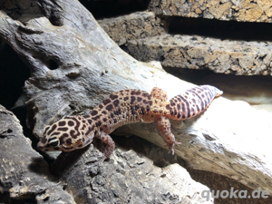 Leopardgeckos + Komplettset Terrarium Bild 2