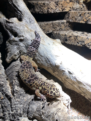 Leopardgeckos + Komplettset Terrarium Bild 7