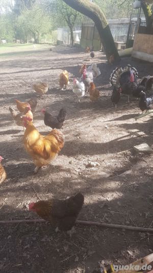 Hühnerküken abzugeben.  Bild 2