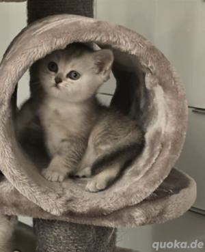 Wunderschönes BKH Kitten sucht liebevolles Zuhause Bild 4