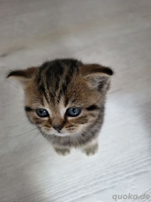Wunderschönes BKH Kitten sucht liebevolles Zuhause Bild 3