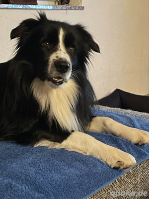Deckrüde Border Collie Bild 5