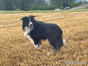 Deckrüde Border Collie Bild 9