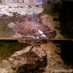 Rotwangen Wasserschildkröte mit Aquarium oder ohne Aquarium zu kaufen 