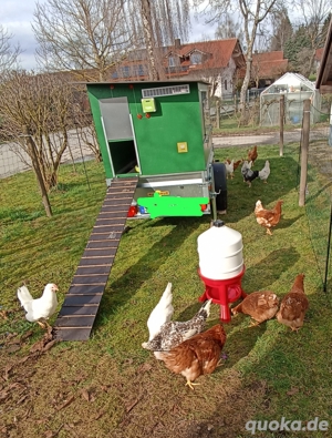 Eier vom Bauernhof  Bild 2
