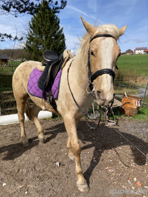 Oldenburger Palomino Mix 3 Jahre