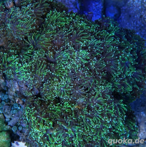 Pavona cactus, Korallen, Ableger Bild 2