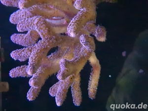Pavona cactus, Korallen, Ableger Bild 7