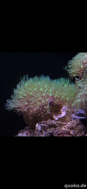 Pavona cactus, Korallen, Ableger Bild 4