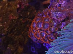 Galaxea fascicularis, Korallen, Ableger Bild 5