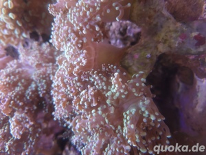 Galaxea fascicularis, Korallen, Ableger Bild 8