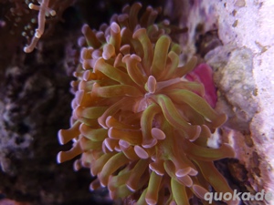 Seriatopora caliendrum - Nadelkoralle Bild 9