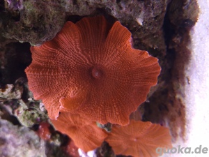 Scheibenanemonen rot, Salzwasser, Korallen, Auflösung