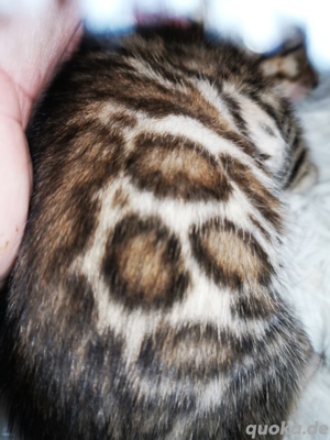 Bengal Kitten mit Stammbaum M  W 10 Tests, Katze, Kater, Kitten, snow  Bild 3