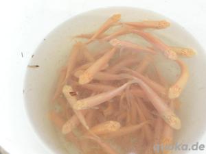 Graskarpfen, Silberkarpfen, Spiegelkarpfen, Schuppenkarpfen, Schwarzer Amur, Goldgraskarfen - Albino Bild 3