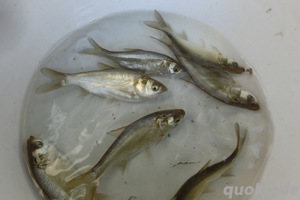 Graskarpfen, Silberkarpfen, Spiegelkarpfen, Schuppenkarpfen, Schwarzer Amur, Goldgraskarfen - Albino Bild 2