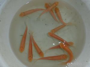 Graskarpfen, Silberkarpfen, Spiegelkarpfen, Schuppenkarpfen, Schwarzer Amur, Goldgraskarfen - Albino Bild 4
