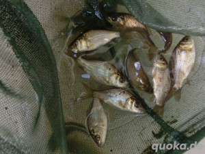 Graskarpfen, Silberkarpfen, Spiegelkarpfen, Schuppenkarpfen, Schwarzer Amur, Goldgraskarfen - Albino Bild 6