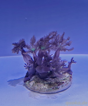 Meerwasser Korallen Clavularia tricolor Bild 2