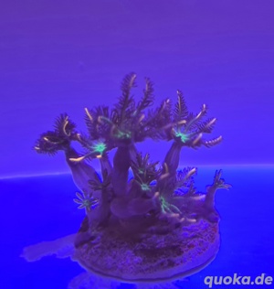 Meerwasser Korallen Clavularia tricolor Bild 1