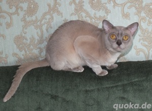 Burma Deckkater mit Stammbaum