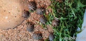 Vierzehenlandschildkröten Bild 4