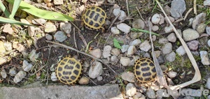 Vierzehenlandschildkröten Bild 2