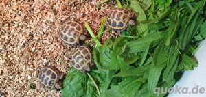 Vierzehenlandschildkröten Bild 3