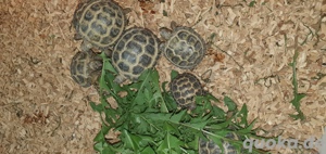 Vierzehenlandschildkröten Bild 5