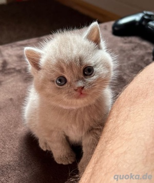 Britisch kurzhaar kitten  Fawn Lilac  Bild 6