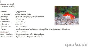 Serassa rot-weiß   Teichfisch Bild 2