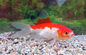 Serassa rot-weiß   Teichfisch Bild 1