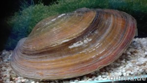 Teichmuschel, filtert grüne Schwebealgen aus dem Wasser