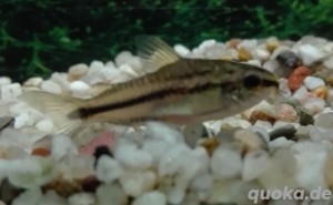 Zwergpanzerwels, pygmaeus