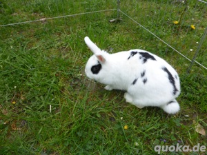 Kaninchen - weiblich Bild 2