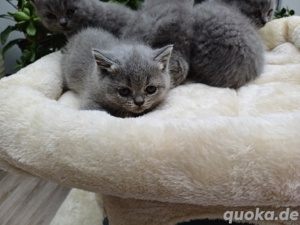 Bkh kitten mit stammbaum  Bild 6