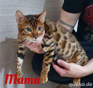Reinrassige Bengal Kitten mit Stammbaum  Bild 5