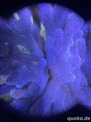 Milka SPS Koralle Bild 3