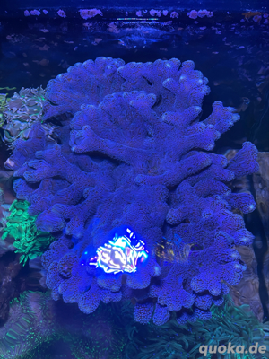 Milka SPS Koralle Bild 4