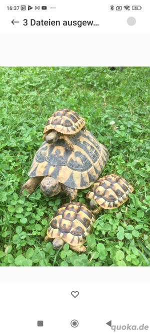 Schöne und gesunde griechische Landschildkröten 