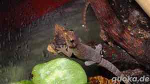 Lepidodactylus lugubris, Jungferngeckos, 2 Jungtiere aus eigener Nachzucht