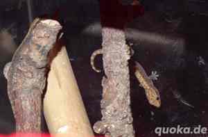 2x Jungferngecko, Lepidodactylus lugubris