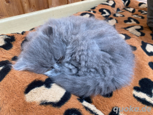 BLH Britisch langhaar kitten blue lilac babykatze katze Bild 2