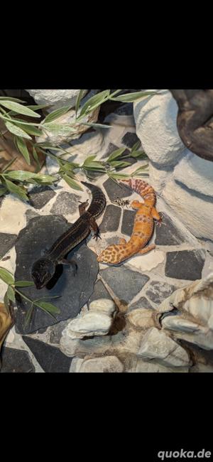 Terrarium mit Leopardgeckos  Bild 4