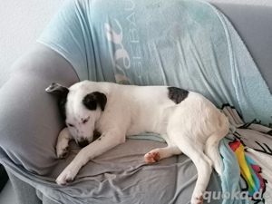 Labrador Mix 8 Monate Tierschutz Hündin Bild 6