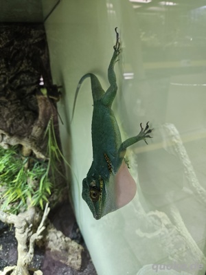 Anolis Baracoae