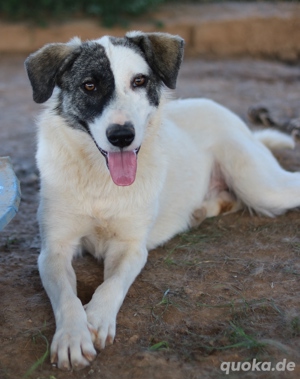 Codos, geb. ca. 04 2021, lebt in GRIECHENLAND, auf Gelände, wo die Hunde notdürftig versorgt werden Bild 7