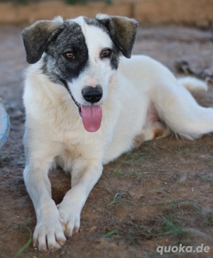  Codos, geb. ca. 04 2021, lebt in GRIECHENLAND, auf Gelände, wo die Hunde notdürftig versorgt werden Bild 6