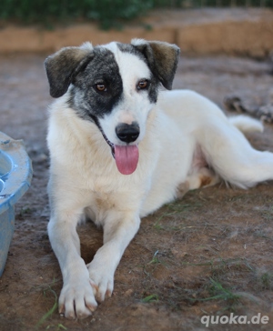  Codos, geb. ca. 04 2021, lebt in GRIECHENLAND, auf Gelände, wo die Hunde notdürftig versorgt werden Bild 2